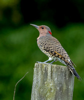 Northern "Yellow-shafted" Flicker, 23 September 2022, Mansfield, Tolland Co.