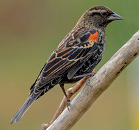 Red-Winged Blackbird, 23 October 2021, Mansfield, Tolland Co.