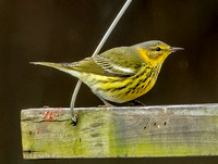 Cape May Warbler, 3 January 2024, Moosup, Windham Co.