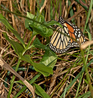 Monarch Egg-Laying, 25 July 2012, Mansfield, Tolland Co
