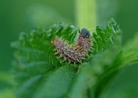 Red Admiral larva enclosing in Stinging Nettle, 16 July 2019, Mansfield, Tolland