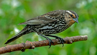 Red-winged Blackbird, 4 May 2025, Mansfield, Tolland Co