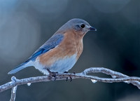 Eastern Bluebird, 17 January 2024, Mansfield, Tolland Co.