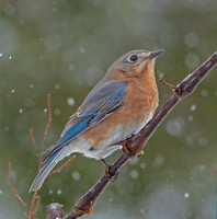 Eastern Bluebird, 19 January 2024, Mansfield, Tolland Co.
