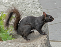 Gray Squirrel, Black Form, August 2019, Niagara Falls, NY