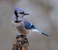 Blue Jay, 27 January 2024, Mansfield, Tolland Co.