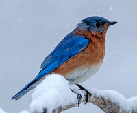 Eastern Bluebird, 13 February 2024, Mansfield, Tolland Co.
