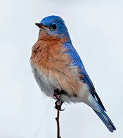 Eastern Bluebird, 16 February 2024, Mansfield, Tolland Co,