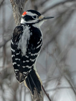 Hairy Woodpecker, 17 February 2024, Mansfield, Tolland Co.