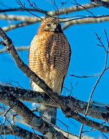 Red-shouldered Hawk, 19 February 2024, Mansfield, Tolland Co.