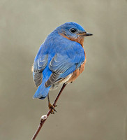 Eastern Bluebird, 24 February 2024, Mansfield, Tolland Co.
