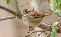 White-throated Sparrow, 16 November 2019, Mansfield, Tolland Co