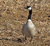 Cackling Goose, 21 March 2014, Wallingford, New Haven Co.