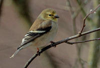 American Goldfinch. 2 March 2024,  Mansfield, Tolland co.