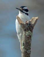 Hairy Woodpecker, 2 March, 2024, Mansfield, Tolland Co.