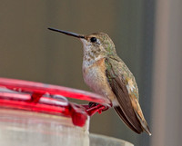 Selasphorous Hummingbird, 13 December 2019, Guilford, New Haven Co.