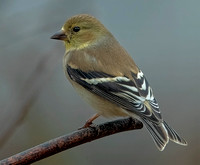 American Goldfinch, 10 March 2024, Mansfield, Tolland Co