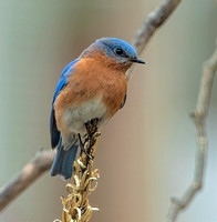 Eastern Bluebird, 10 March 2024, Mansfield, Tolland Co