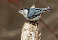 White-breasted Nuthatch, 17 March 2020, Mansfield, Tolland Co.