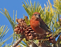 Red Crossbill, 6 December 2012, Madison, New Haven Co.