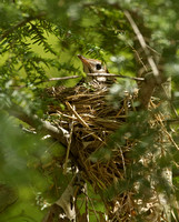 Wood Thrush Nest, 21 May 2014, Hampton, Windham Co.