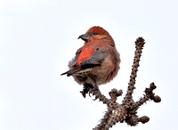 Red Crossbill, 15 November 2012, Madison, New Haven Co.