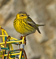 Cape May Warbler, 7 February 2012, Odiorne Point, New Hampshire