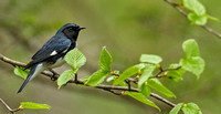 Black-throated Blue Warbler, 13 May 2016, Union, Tolland Co.