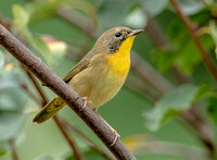 Common Yellowthroat, 13 September 2022, Mansfield, Tolland Co