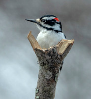 Hairy Woodpecker, 23 March 2024, Mansfield, Tolland Co,