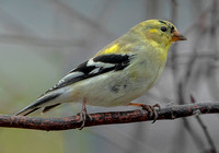 American Goldfinch 23 March 2024, Mansfield Tolland Co.