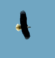 Bald Eagle, 21 March 2024, Mansfield, Tolland Co.
