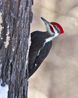 Pileated Woodpecker, 2 January 2013, Barkhamsted,Litchfield Co.