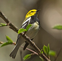 Black-throated Green Warbler, 7 May 2013, Eastford, Windham Co.