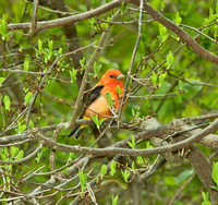 orange variant male, Ashford, 11 May 2011