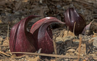 Skunk Cabbage, 21 March 2020, Eastford, Windham Co.