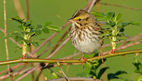 Savannah Sparrow, 6 May 2020, Mansfield, Tolland Co.