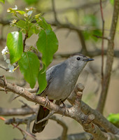 Gray Catbird, 9 May 2020, Mansfield, Tolland Co.
