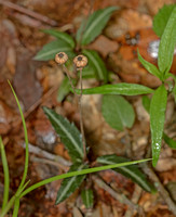 Spotted Wintergreen, 30 May 2020, Eastford, Windham Co.