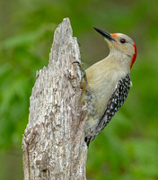 Red-bellied Woodpeckers, 31 May 2020, Mansfield, Tolland Co.