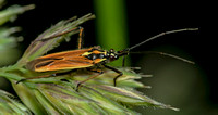 Meadow Plant Bug, June 2020, Mansfield, Tolland Co