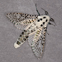 Wood Leopard Moth, July 2020, Mansfield, Tolland co.