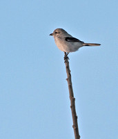 Northern Shrike, 5 January 2013, Hadley, MA