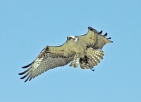 Osprey 2010