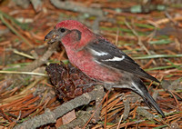 White-winged Crossbill, 13 March 2013, Madison, New Haven Co.
