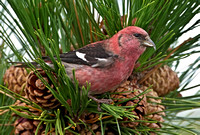 White-winged Crossbill, November 2012, Madison, New Haven Co.