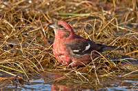 White-winged Crossbill, 20 January 2013, Madison, New Haven Co.