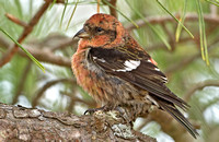 White-winged Crossbill, 9 December 2012, Madison, New Haven Co.