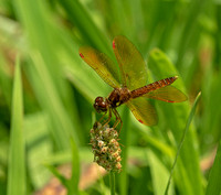 Eastern Amberwing, August 2020, Mansfield, Tolland Co.