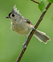 Tufted Titmouse, 31 August 2020, Mansfield, Tolland Co.
